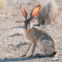 Jackrabbit with backlit ears - Big Bend National Park, Texas